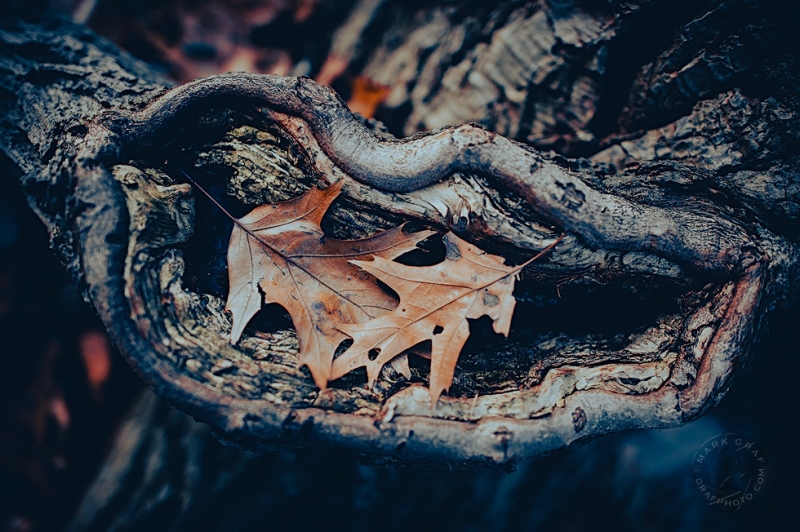 Cinematic Series - Leaves in Tree Scar CN10541