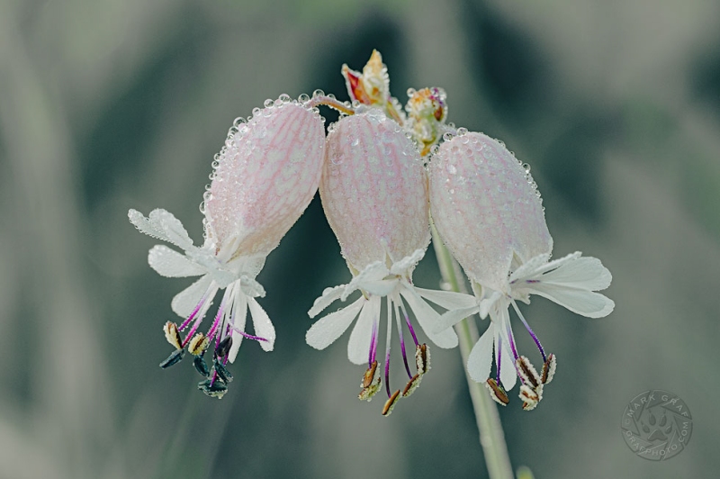 Bladder Campion - Cinematic Series CN10545