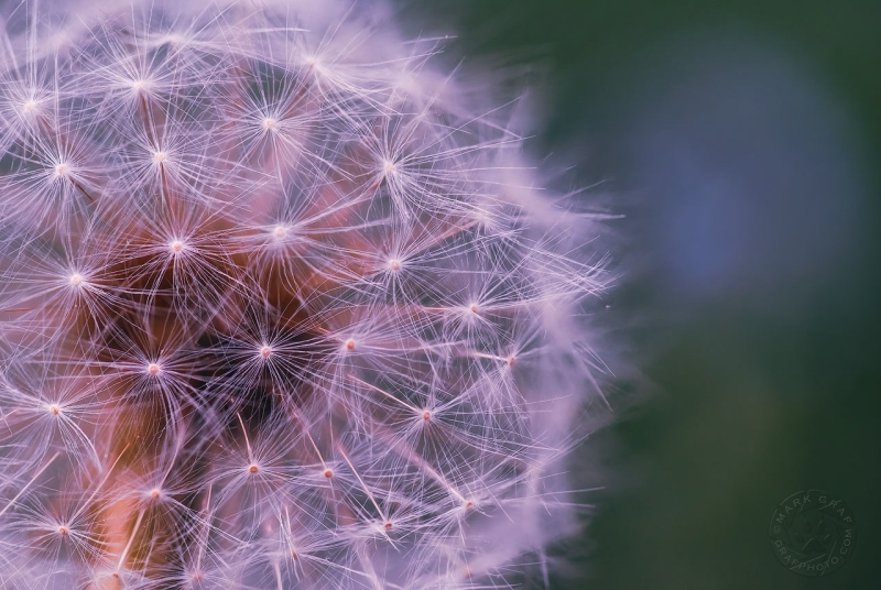 Dandelion Seed Macro PL10817