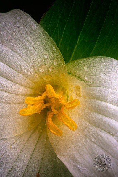 Large-Flowered Trillium Closeup FL10447