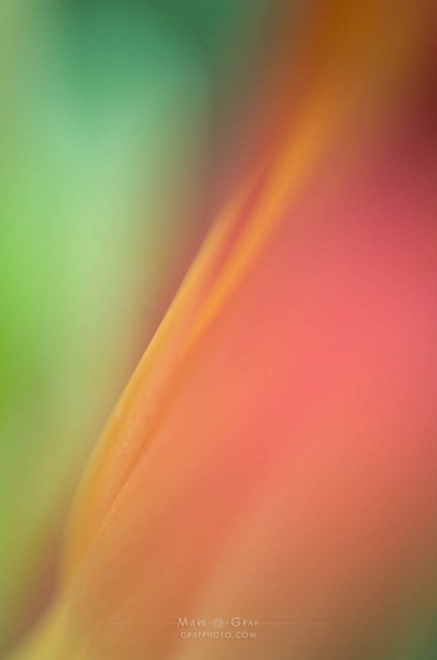 Petal Blur FL8563