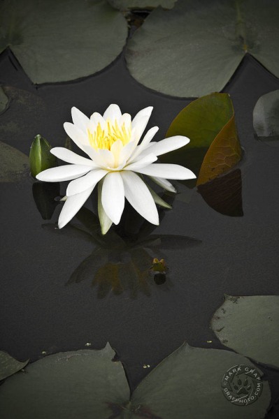 Water Lily and Lilypads FL9068
