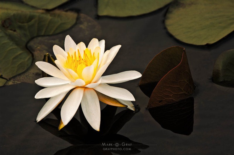 Elegant Water Lily FL9362-2