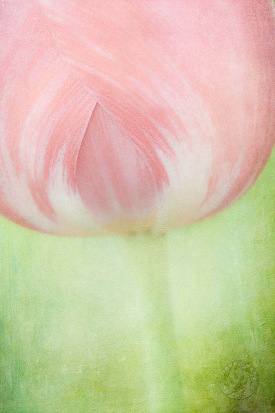 Teardrop Tulip FL9440