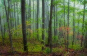 Dream Forest in fall FO8034 Dream Forest in fall FO8034