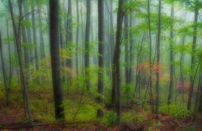 Dream Forest in fall FO8034