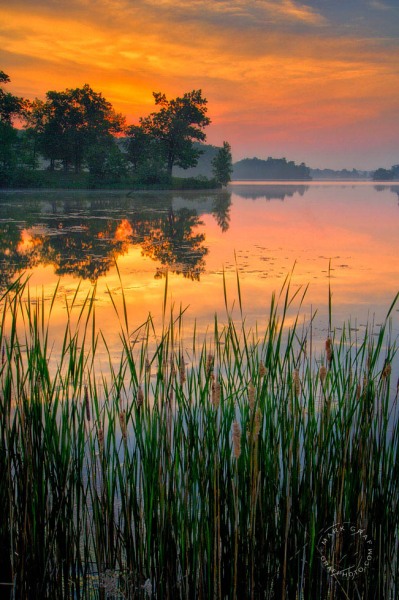 Cattails at Dawn LA7924