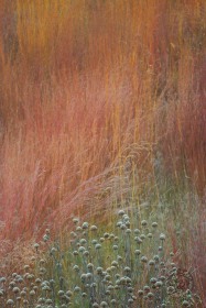 Frosty seedheads and Pastel Oak Savanna LA9785 Frosty seedheads and Pastel Oak Savanna LA9785