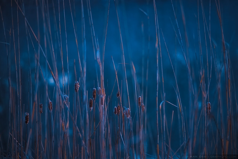 Calming Cattails PL10390