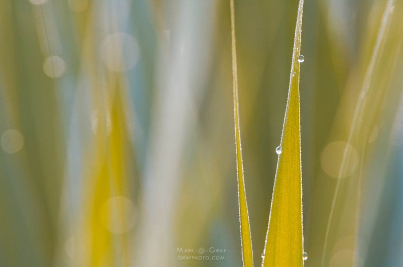 Calm Meadow PL10440