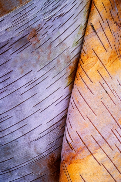 Hogarth's Paper Birch TR10927