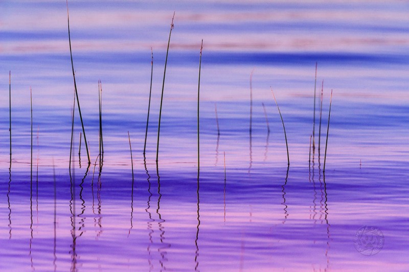 Calm Morning Bullrush WA9926