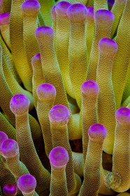 Giant Anemone AN9592 Giant Anemone AN9592