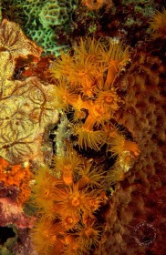 Orange Cup Corals CO6395 Orange Cup Corals CO6395