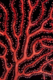 Deep Water Sea Fan detail CO8130 Deep Water Sea Fan detail CO8130