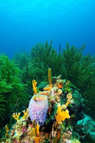 Vase sponge and reef life in Bonaire CO9412 Vase sponge and reef life in Bonaire CO9412