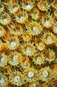 Coral Polyp closeup CO9421 Coral Polyp closeup CO9421