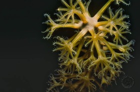 Octocoral Polyps CO945 Octocoral Polyps CO945