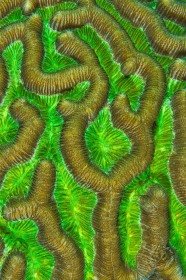 Coral Abstract "Electric Green" CO9516 Coral Abstract "Electric Green" CO9516