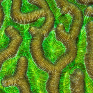 Coral Abstract "Electric Green" CO9516 Coral Abstract "Electric Green" CO9516
