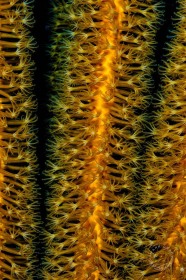 Gorgonian coral polyps closeup I CO9588 Gorgonian coral polyps closeup I CO9588