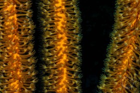 Gorgonian coral polyps closeup II CO9589 Gorgonian coral polyps closeup II CO9589