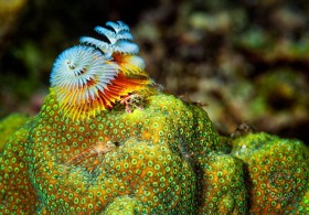 Christmas Tree worm and friends CO9629 Christmas Tree worm and friends CO9629