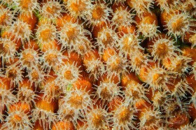 Coral polyps and coral shrimp CO9778 Coral polyps and coral shrimp CO9778