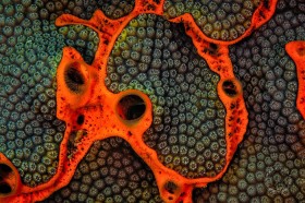 Encrusting Sponge on coral CO9824 Encrusting Sponge on coral CO9824