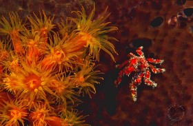 Red Decorator Crab & Cup Corals CR6329 Red Decorator Crab & Cup Corals CR6329