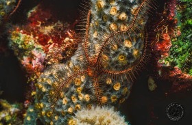 Sponge Brittle Star EC1880 Sponge Brittle Star EC1880