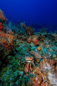 Spiny Lobster exploring reef LO9623 Spiny Lobster exploring reef LO9623