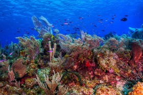 Coral Reef off Little Cayman Island RF9582 Coral Reef off Little Cayman Island RF9582