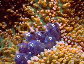 Blue Bell Tunicates & anemone TU211 Blue Bell Tunicates & anemone TU211