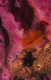 Featherduster worm on pink sponge WO8121 Featherduster worm on pink sponge WO8121