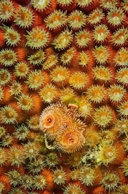 Christmas Tree worm and Coral polyps WO9405 Christmas Tree worm and Coral polyps WO9405