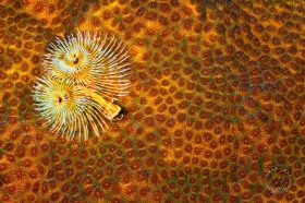 Christmas Tree Worm and orange coral WO9520 Christmas Tree Worm and orange coral WO9520