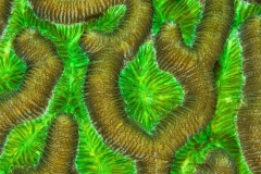 Coral Abstract "Electric Green" CO9516