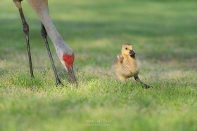 Sandhill Crane with Canada Goose gosling BI10286 Sandhill Crane with Canada Goose gosling BI10286