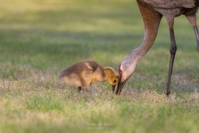 Sandhill Crane with Canada Goose gosling BI10287 Sandhill Crane with Canada Goose gosling BI10287