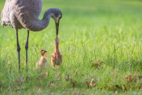 Sandhill Crane feeding colt with Canada Goose gosling as part of family BI10288 Sandhill Crane feeding colt with Canada Goose gosling as part of family BI10288