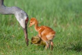 Sandhill Crane feeding colt with Canada Goose gosling as part of family BI10289 Sandhill Crane feeding colt with Canada Goose gosling as part of family BI10289