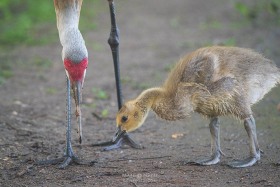 Sandhill Crane and Canada Goose gosling BI10298 Sandhill Crane and Canada Goose gosling BI10298