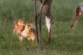 Royal Crane Family BI10355 Royal Crane Family BI10355