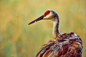 Sandhill crane BI5460 Sandhill crane BI5460