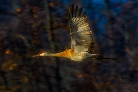 Sandhill crane in flight BI8142 Sandhill crane in flight BI8142