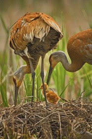 Sandhill crane parents BI8187 Sandhill crane parents BI8187