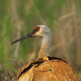 Sandhill crane and chick on nest BI8189