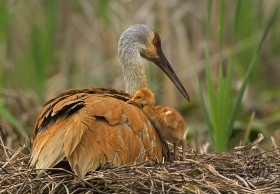 Sandhill chick crawling BI8190 Sandhill chick crawling BI8190