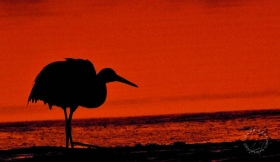 Crouching Crane Silhouette BI8431 Crouching Crane Silhouette BI8431